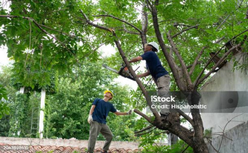 মাগুরায় রাতের আঁধারে গাছ কর্তন।