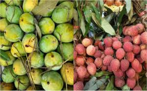 মৌসুমের আগেই বাজারে আম-লিচুর ছড়াছড়ি, বাড়ছে স্বাস্থ্যঝুঁকির শঙ্কা